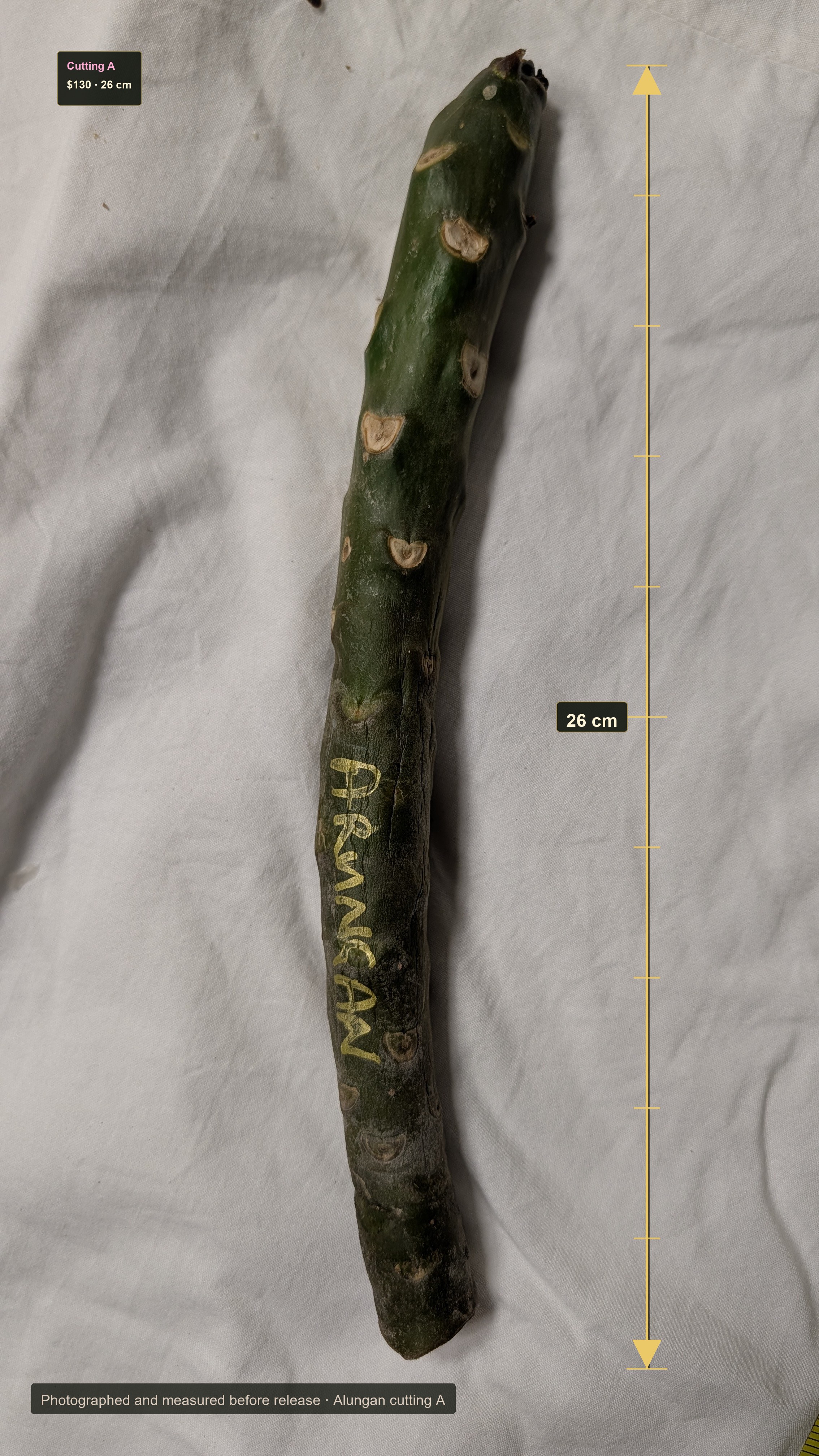 Alungan exact cutting with ruler overlay showing 26 centimetres