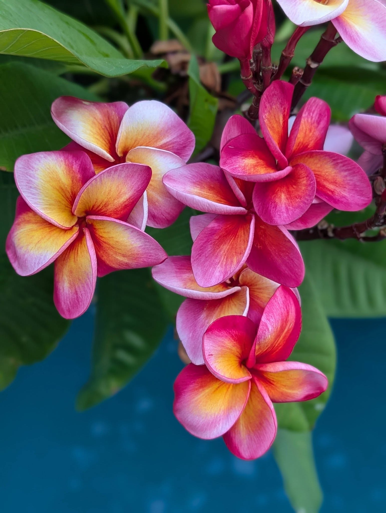 Alungan frangipani flowers in crimson, hot pink and sun-licked orange
