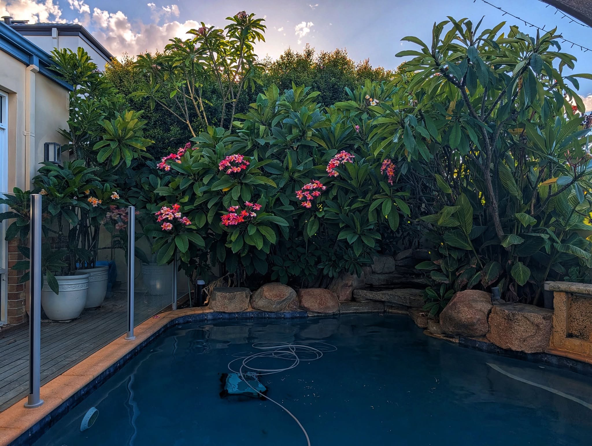 Mature Alungan frangipani flowering abundantly beside a Perth pool