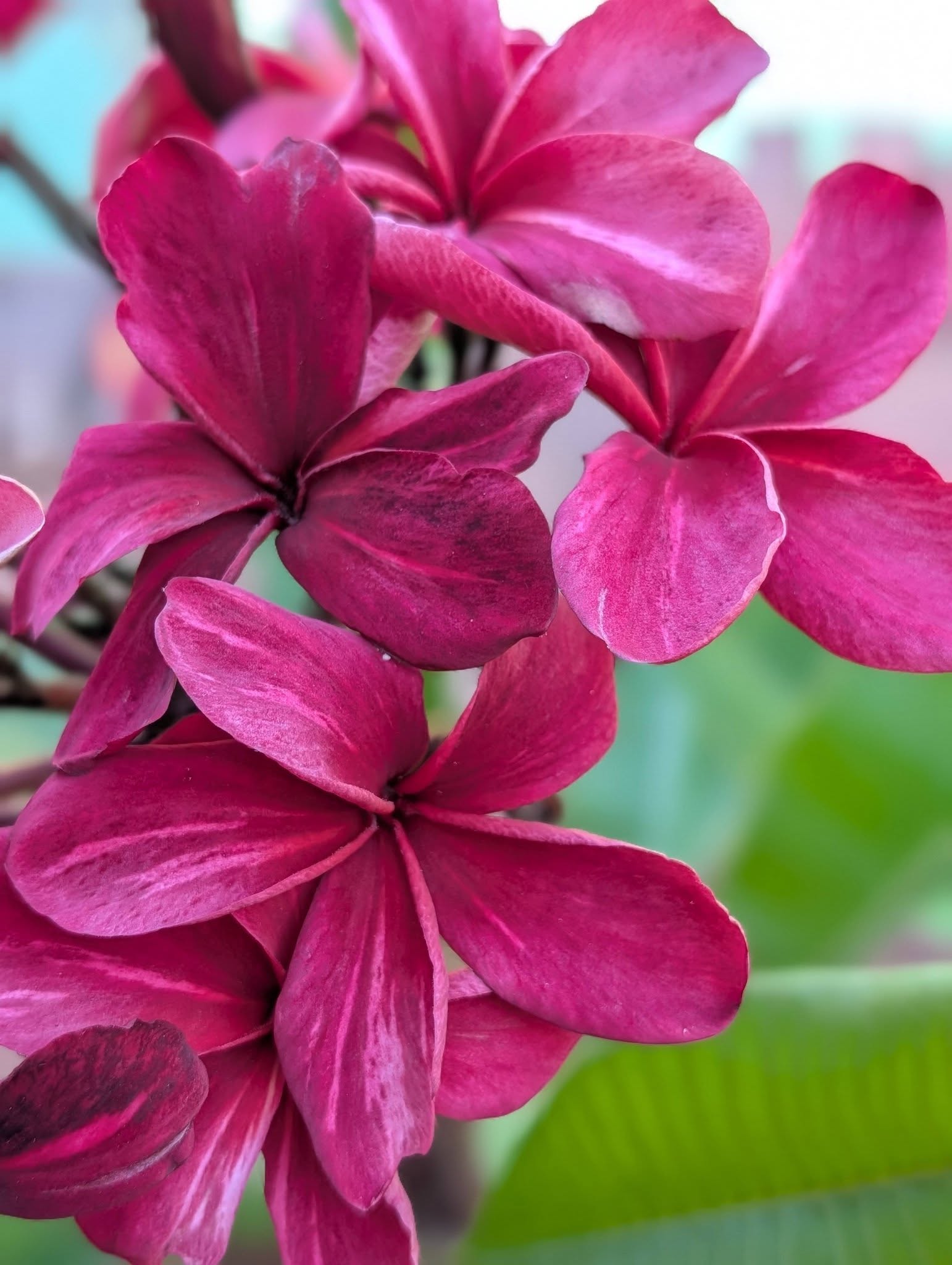 Angelina frangipani flower