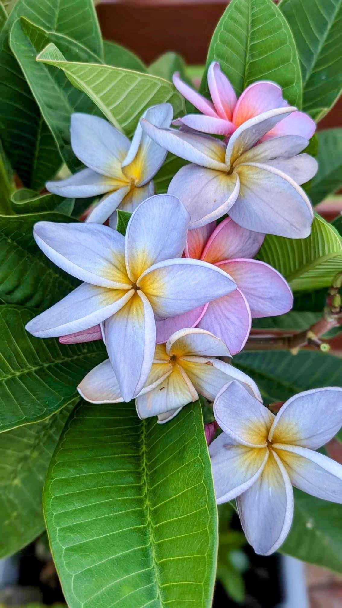 Avatar frangipani flower
