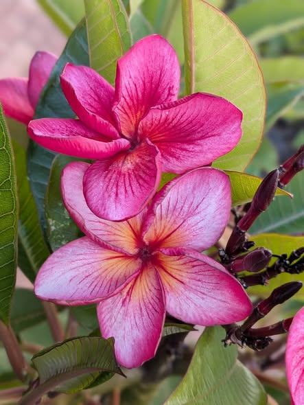 Bali Romantic Rose frangipani flower