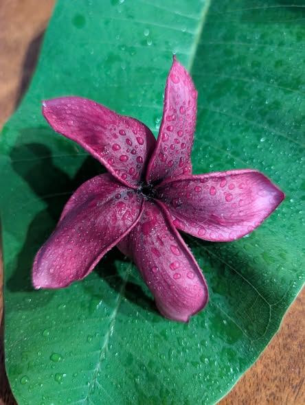 BW Black Diamond frangipani blooms in dark burgundy and blackened velvet tones