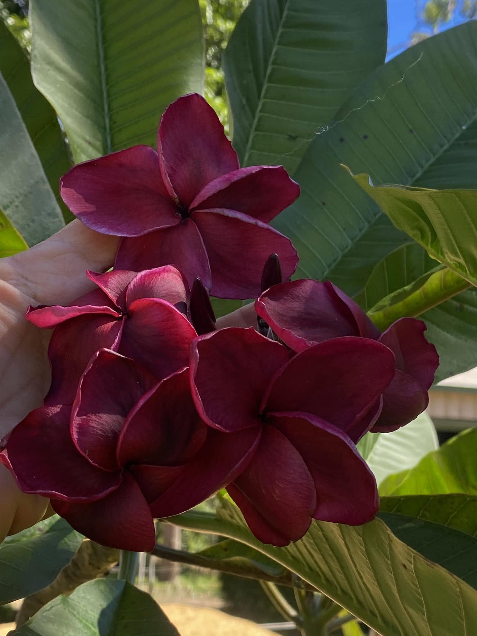 BW Black Pearl flowers