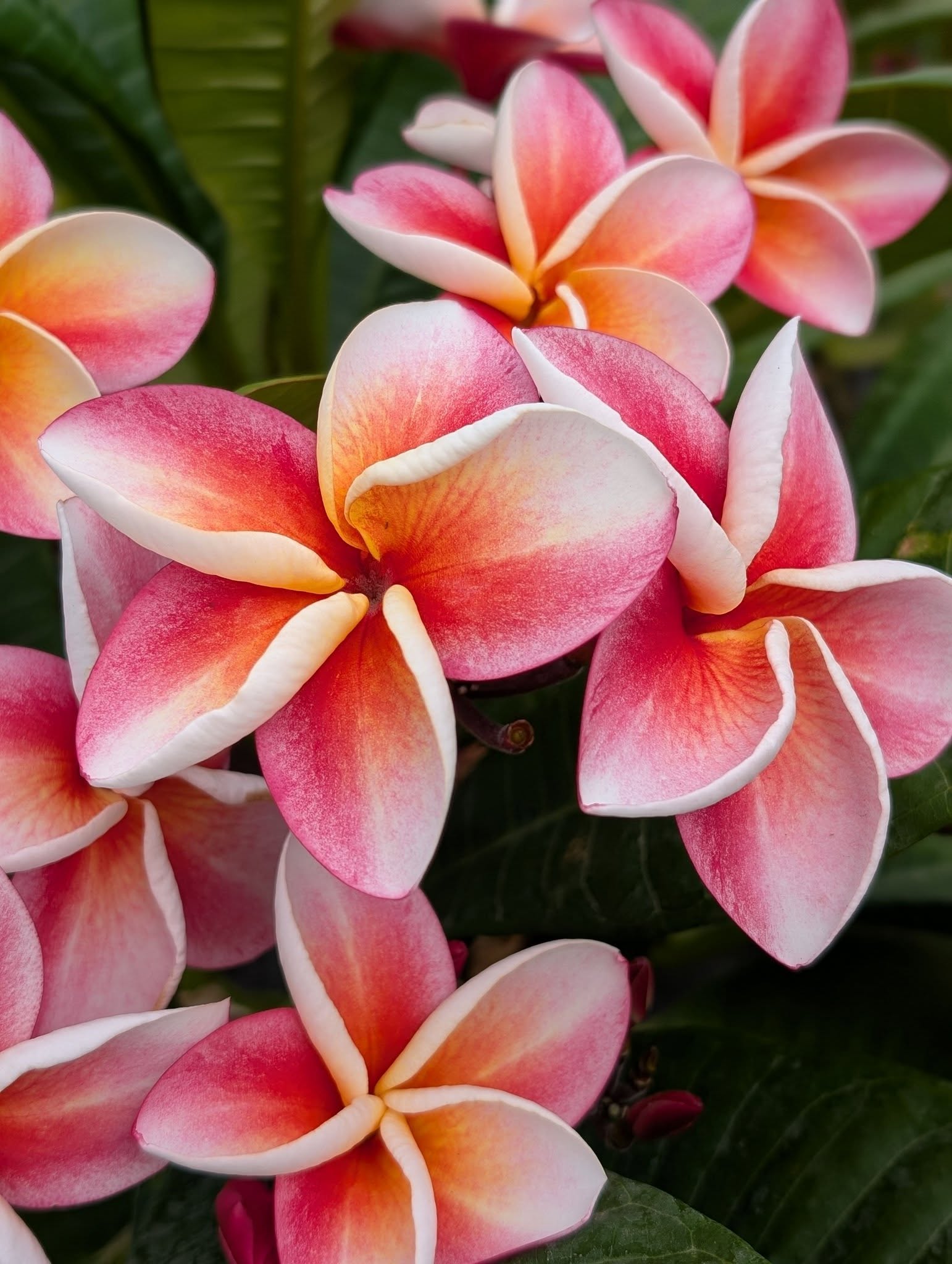 BW Dizzy frangipani flowers with pink, orange and creamy white petals