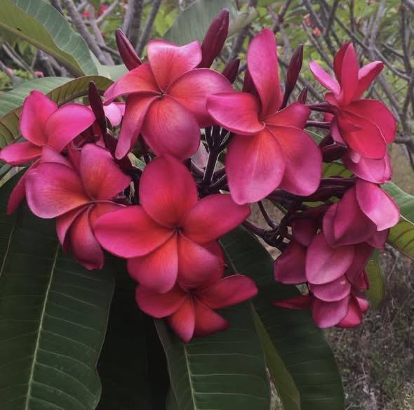 BW Night Rainbow frangipani flower