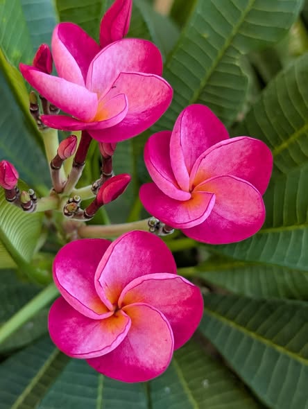 BW Stinky Knickers frangipani blooms in rich magenta with fiery undertones