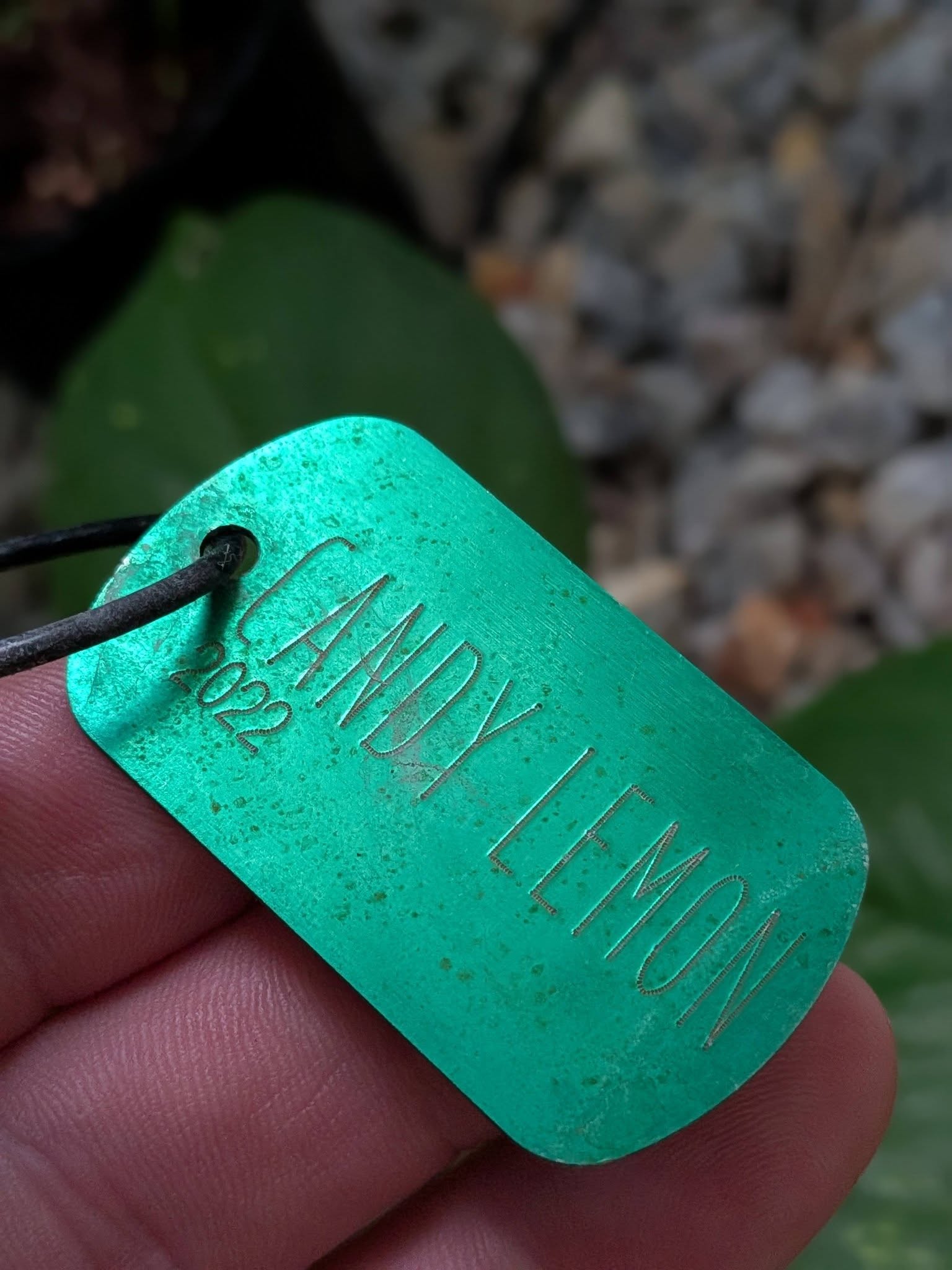 Turquoise Candy Lemon cultivar label dated 2022