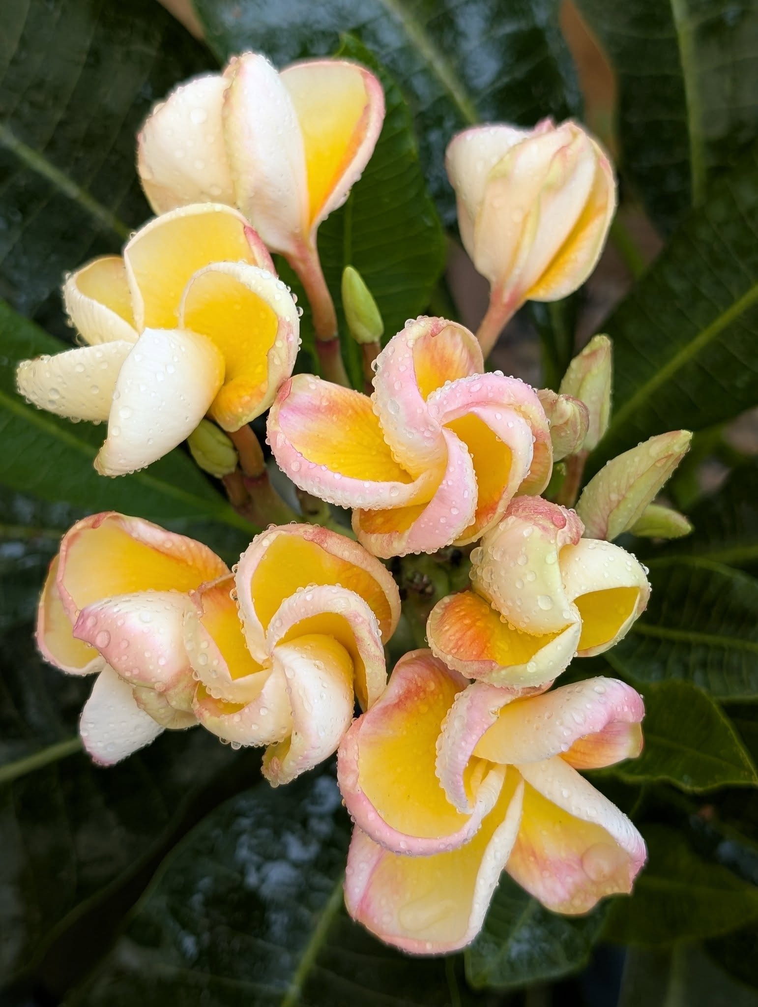 Candy Lemon frangipani flowers with lemon-yellow centres and soft pink edges