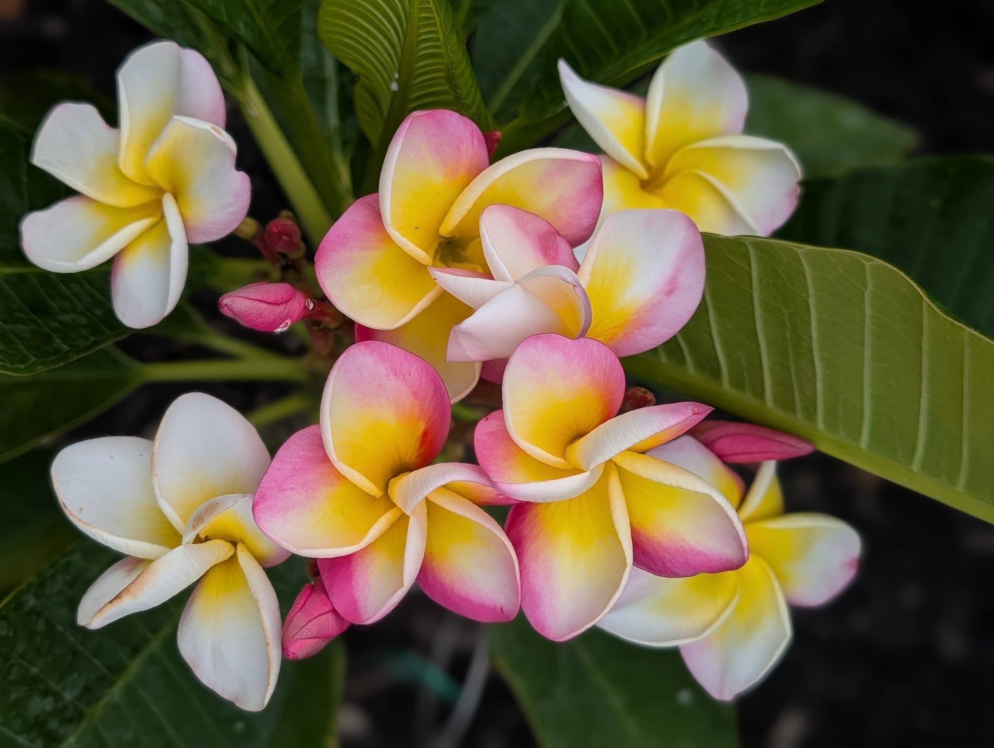 Deep Friendship frangipani blooms in blush pink, butter yellow and creamy white