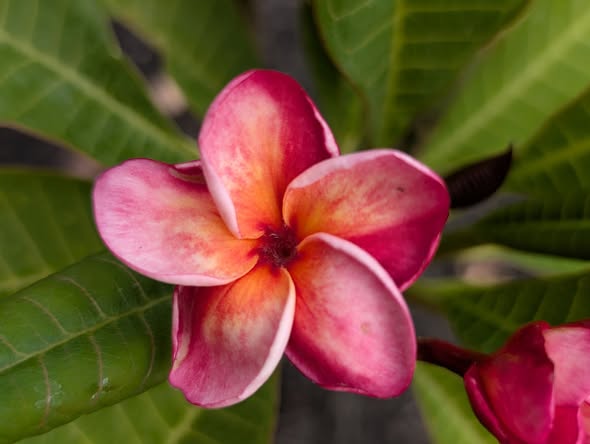 Devil's Heart flowers