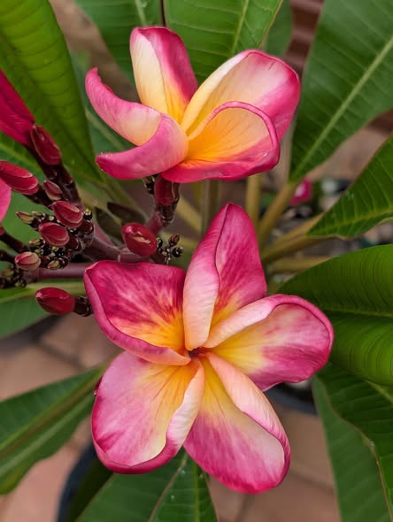 Diamond Rose frangipani flower