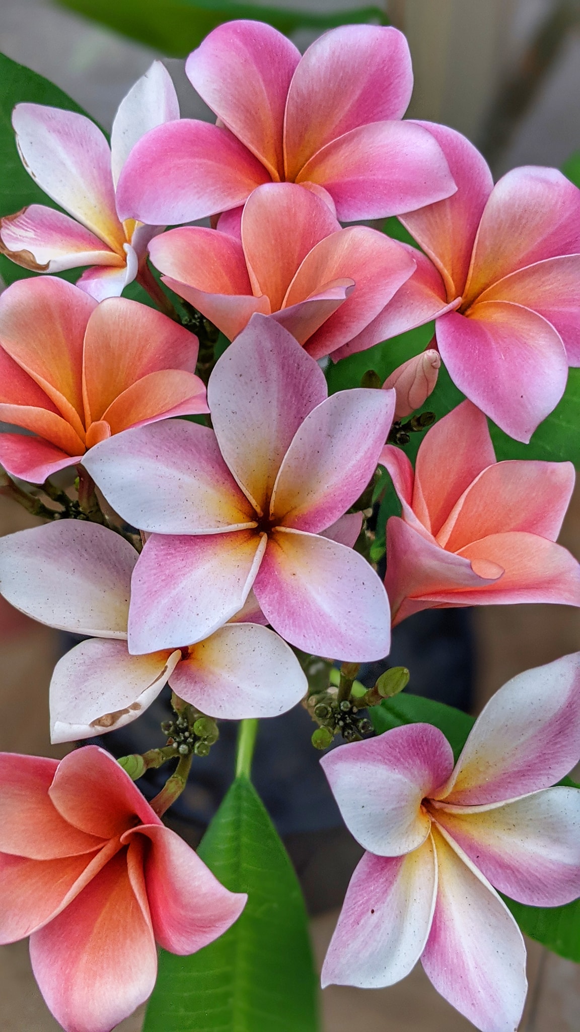 Diana flowers