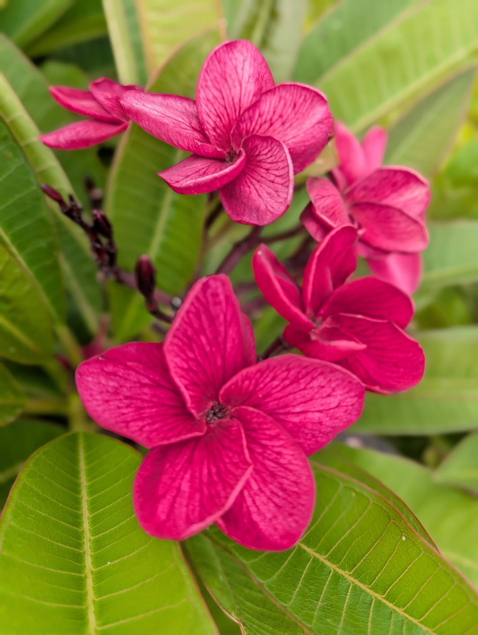 Dragon Heart frangipani flower