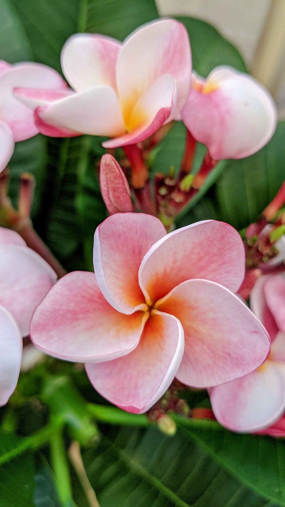 Elsie frangipani flower