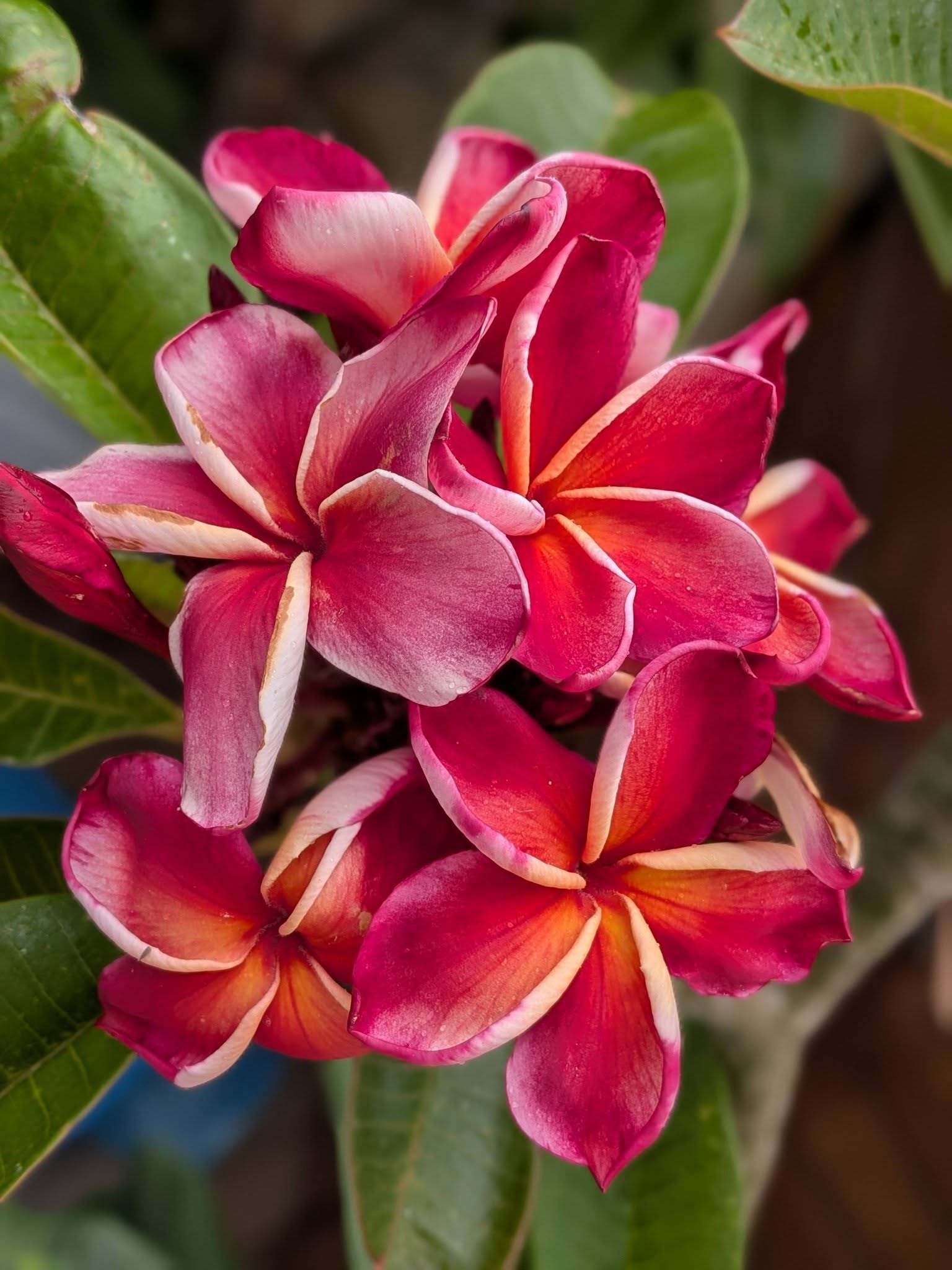 Gina frangipani flower
