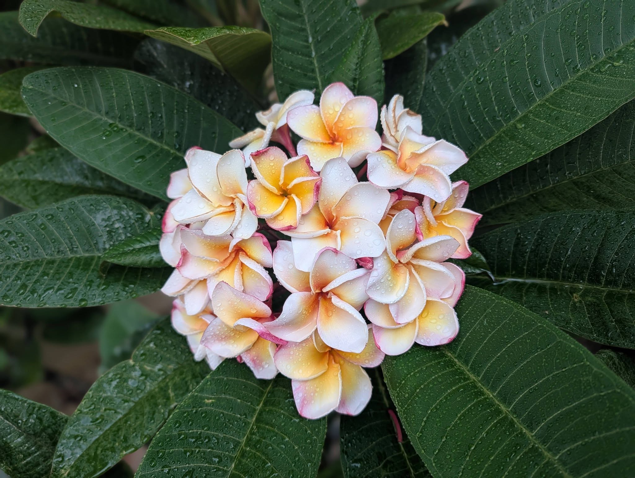 Golden Pagoda frangipani flower