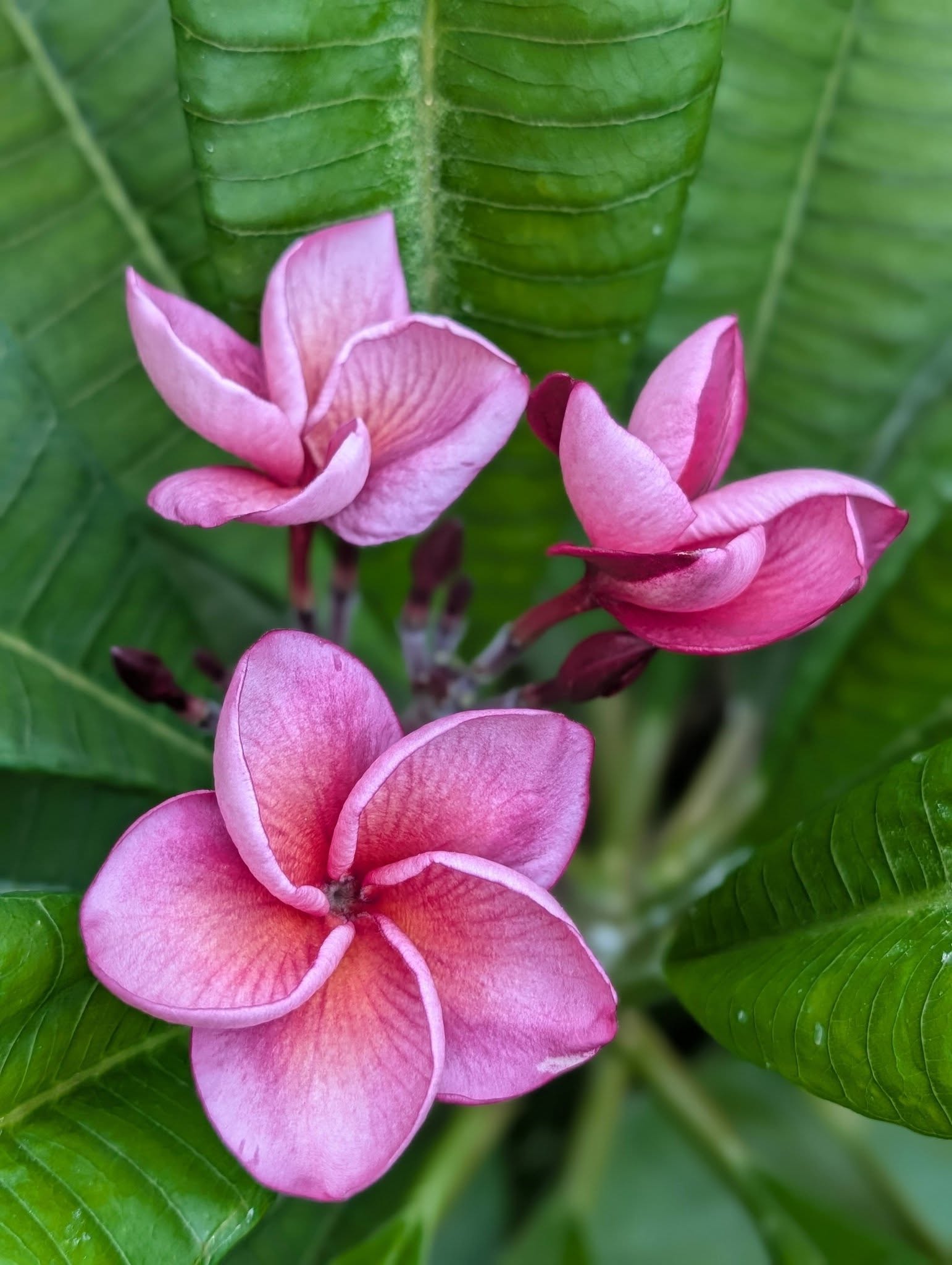 Grenadina frangipani flower