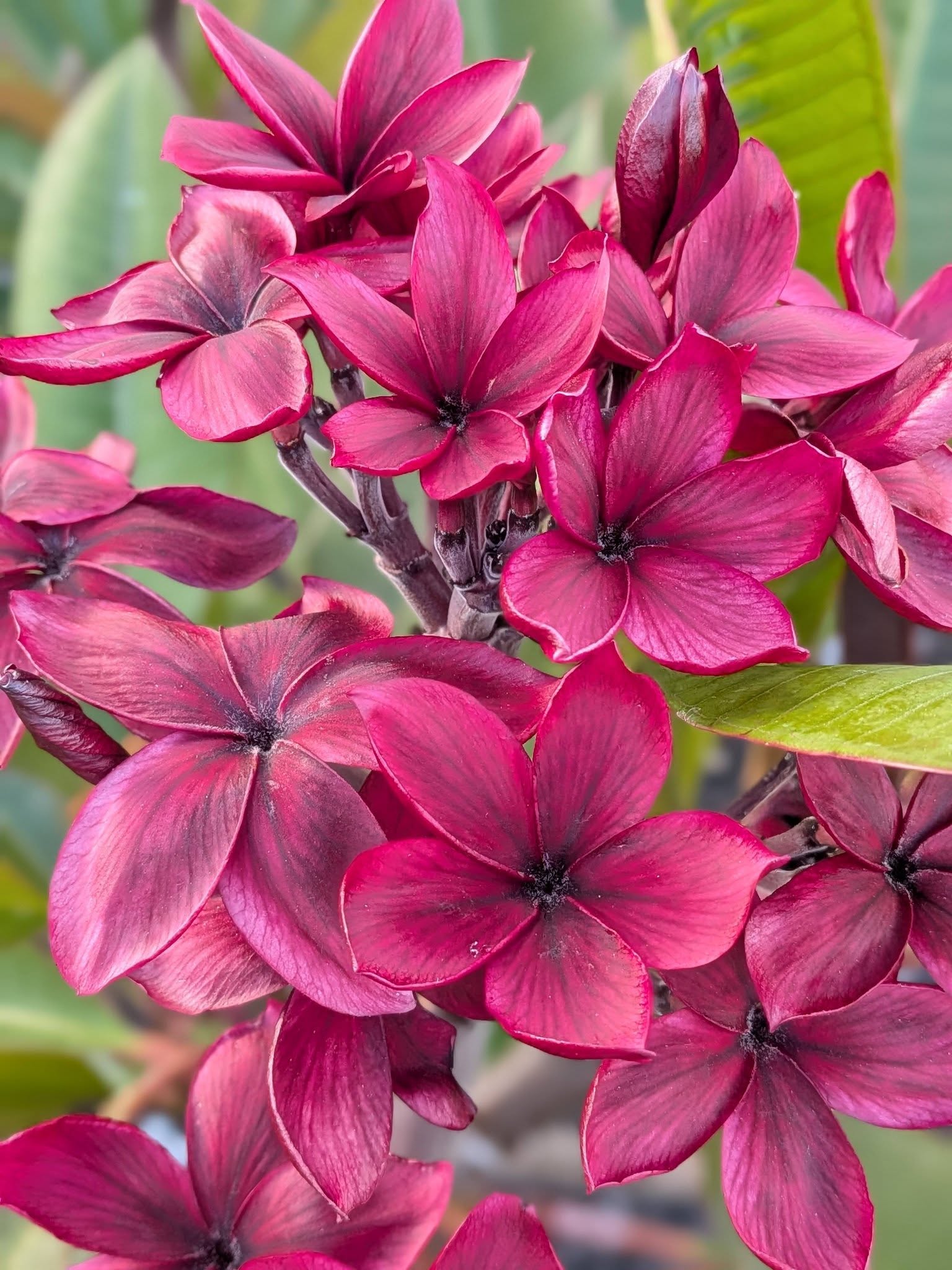 Heart of the Night frangipani flowers in deep cherry pink