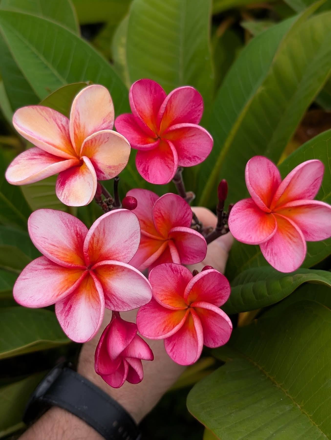 Heirloom frangipani flower