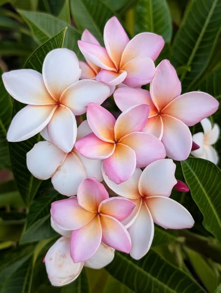 Hong Kong Peach Compact frangipani flower