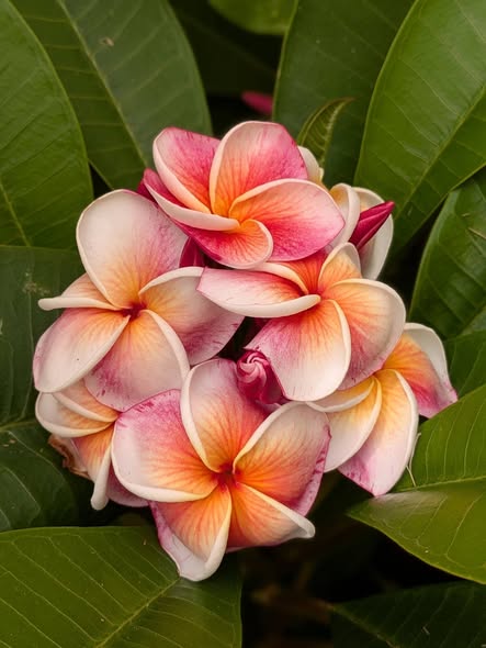 J105 flowers