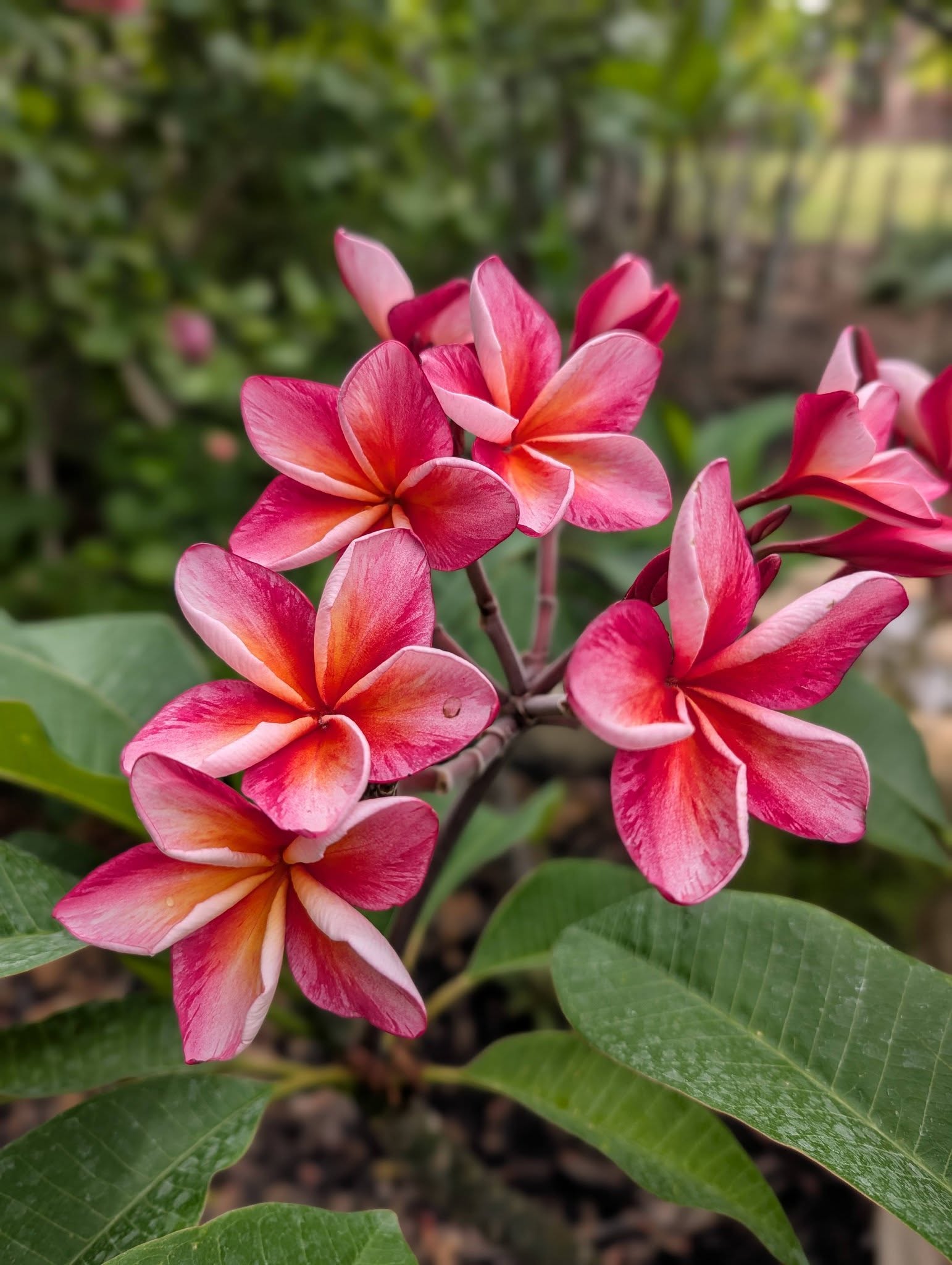 Jack’s Tiger flowers
