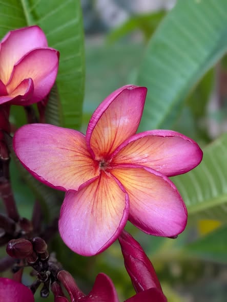 Jade Dragon Violet frangipani flower