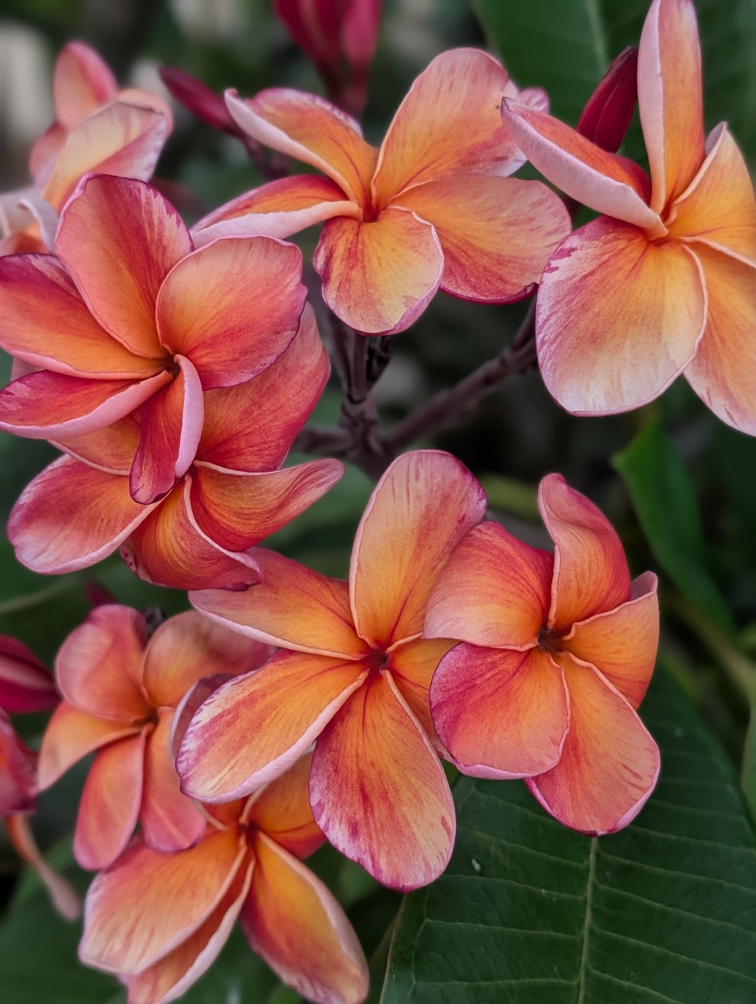 Jamaican Rum Punch frangipani blooms in rum red, mango gold and blush pink