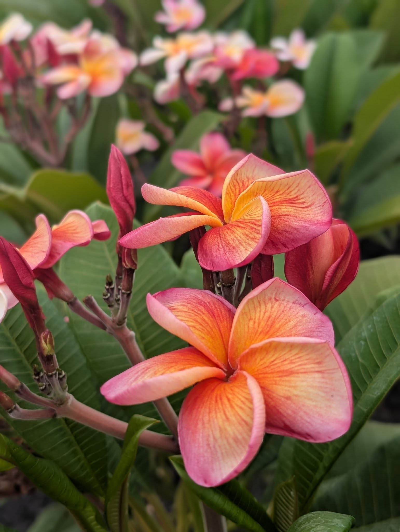 JJ Desert Sunrise frangipani blooms in fiery orange, blushing pink and gold
