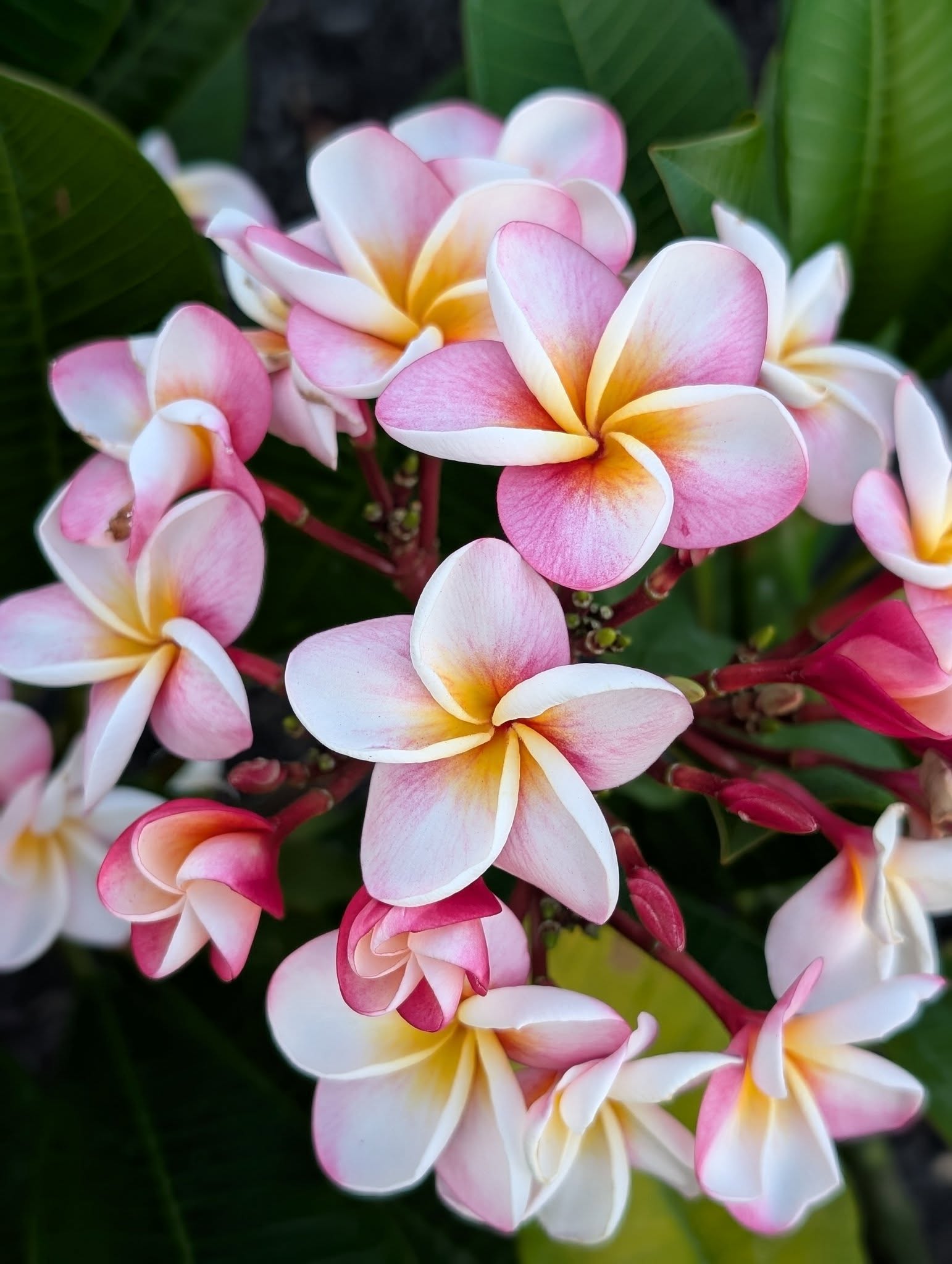JJ Divine flowers