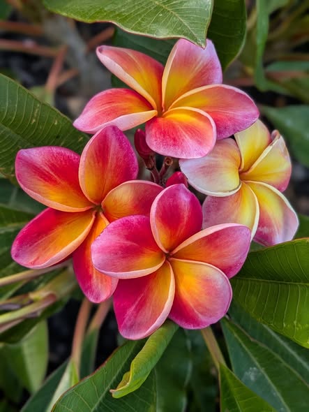 JJ Firestorm frangipani flower