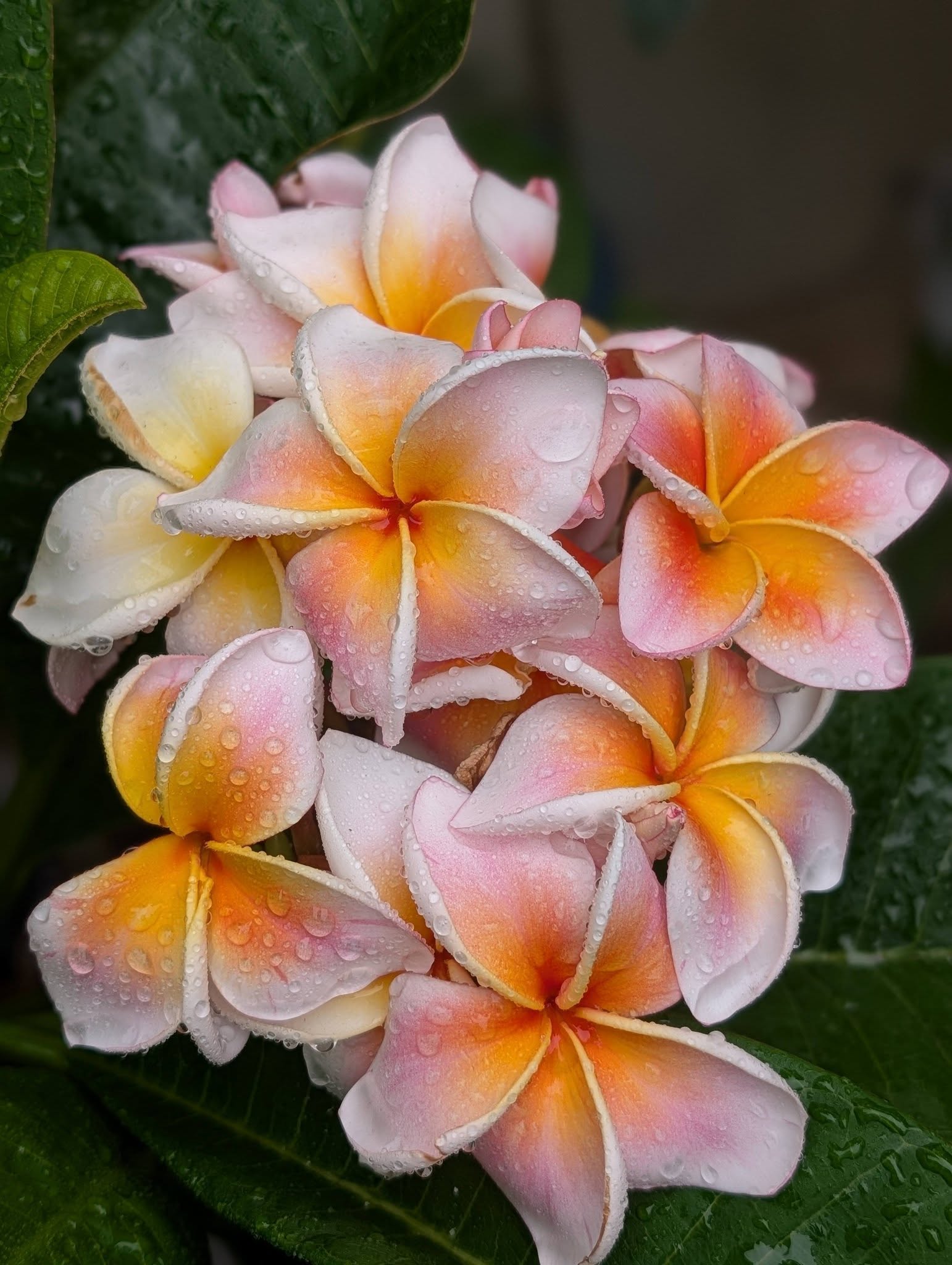 JJ Mystique frangipani flowers in blushing apricot, coral and soft ivory