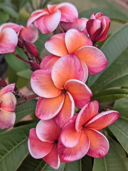 JJ Obsession frangipani flower