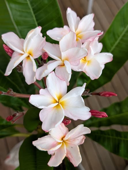 JL Angel frangipani flower