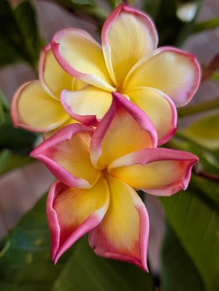 JL Dane frangipani flower