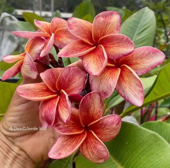 JL Doric frangipani flower