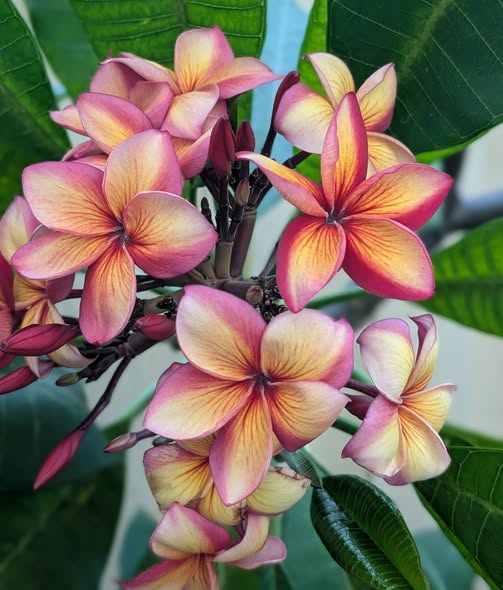 JL Hawaiian Fire frangipani flower