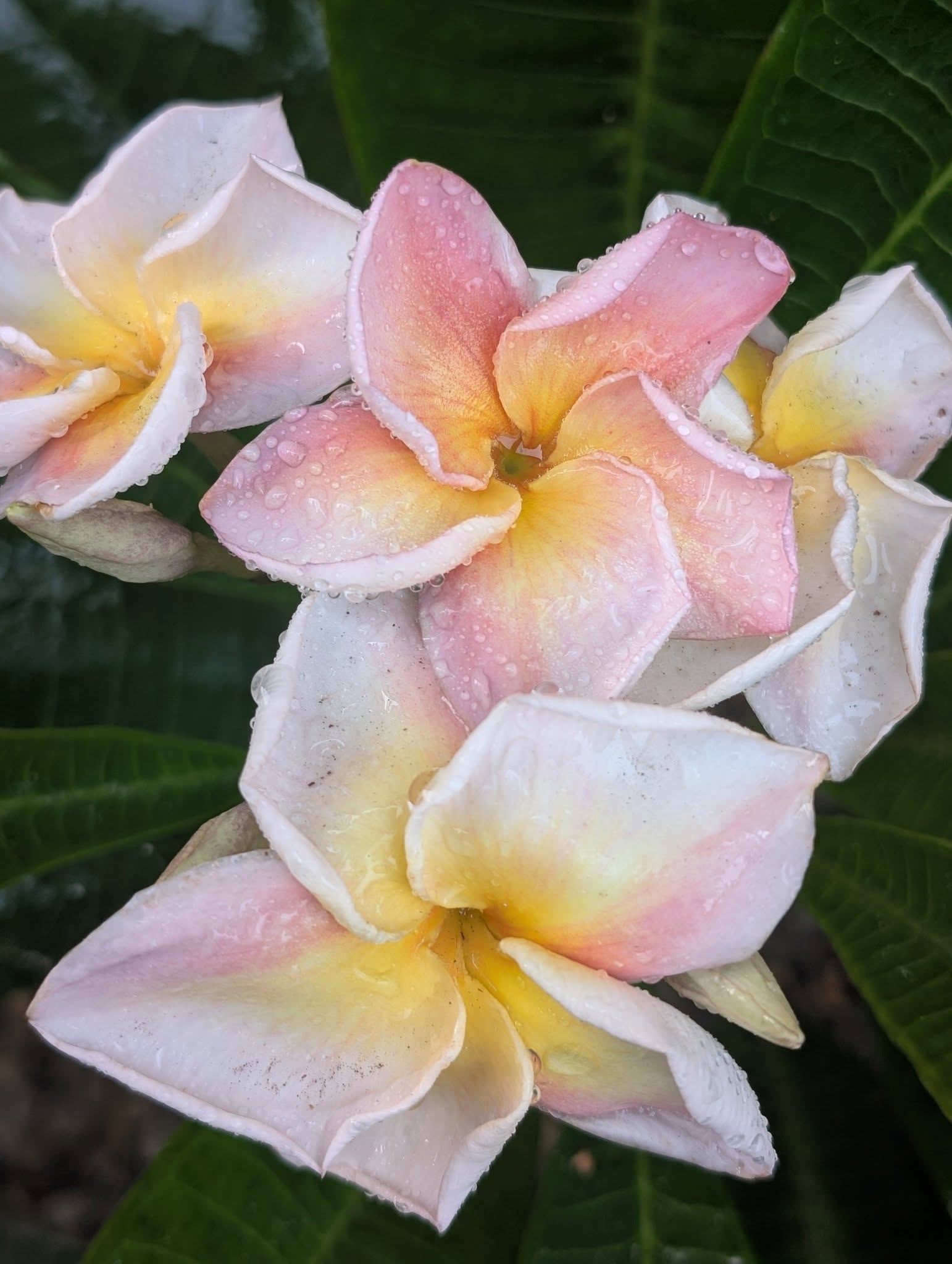 Kissy Berry flowers