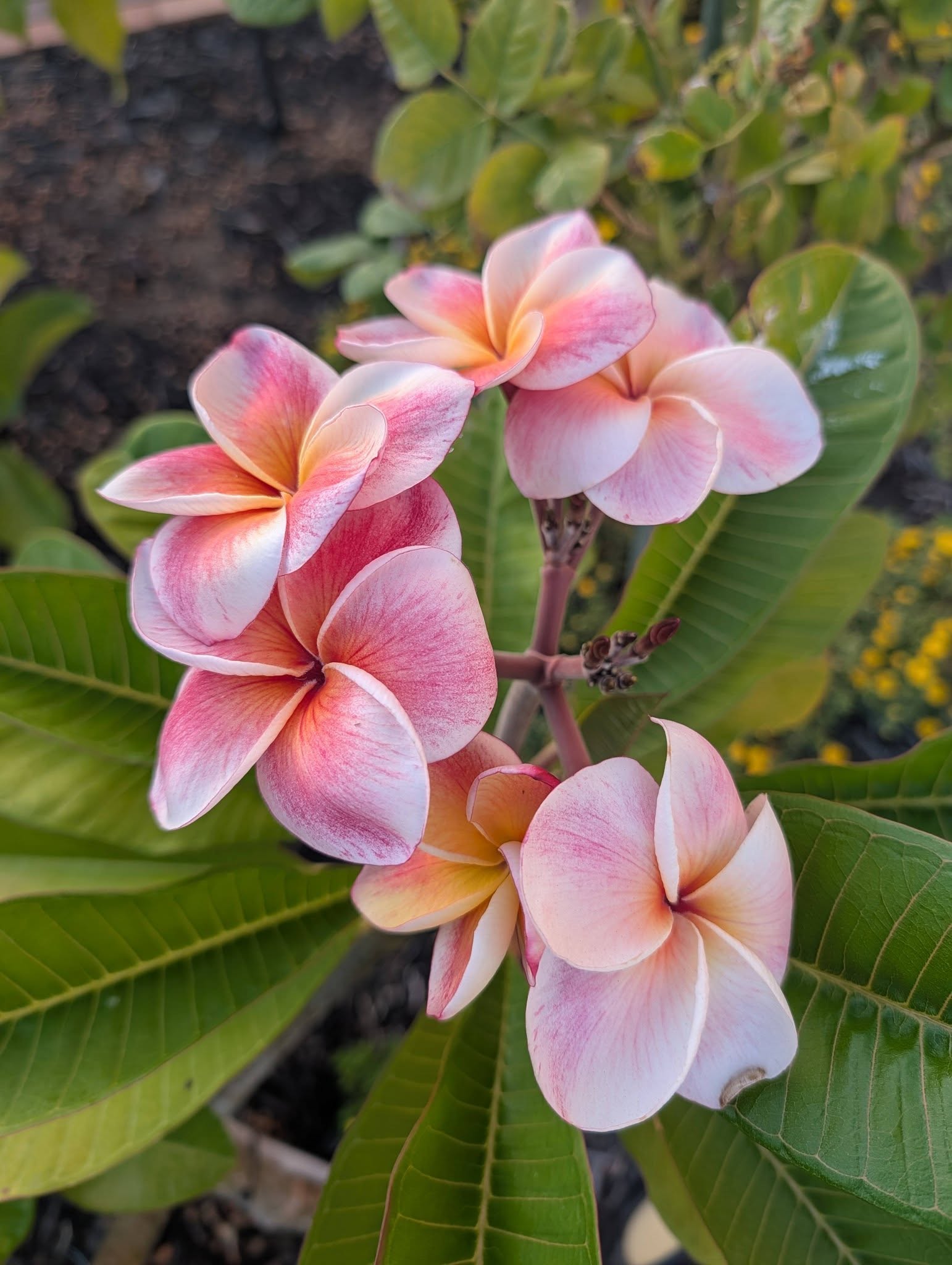 Kled Tabtim frangipani flower