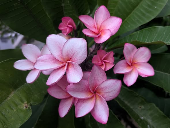 KT Klong frangipani flower
