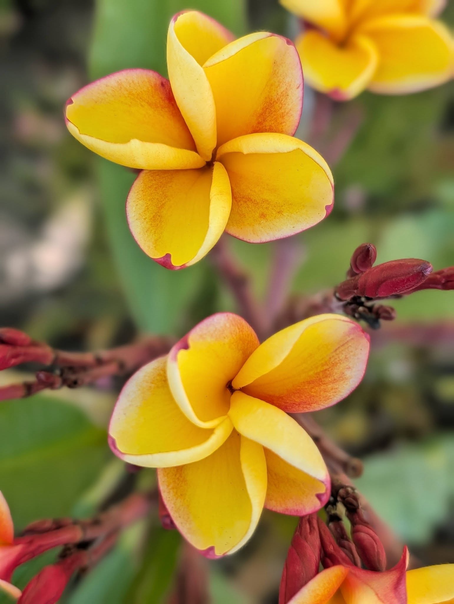 Latica Rose frangipani flower
