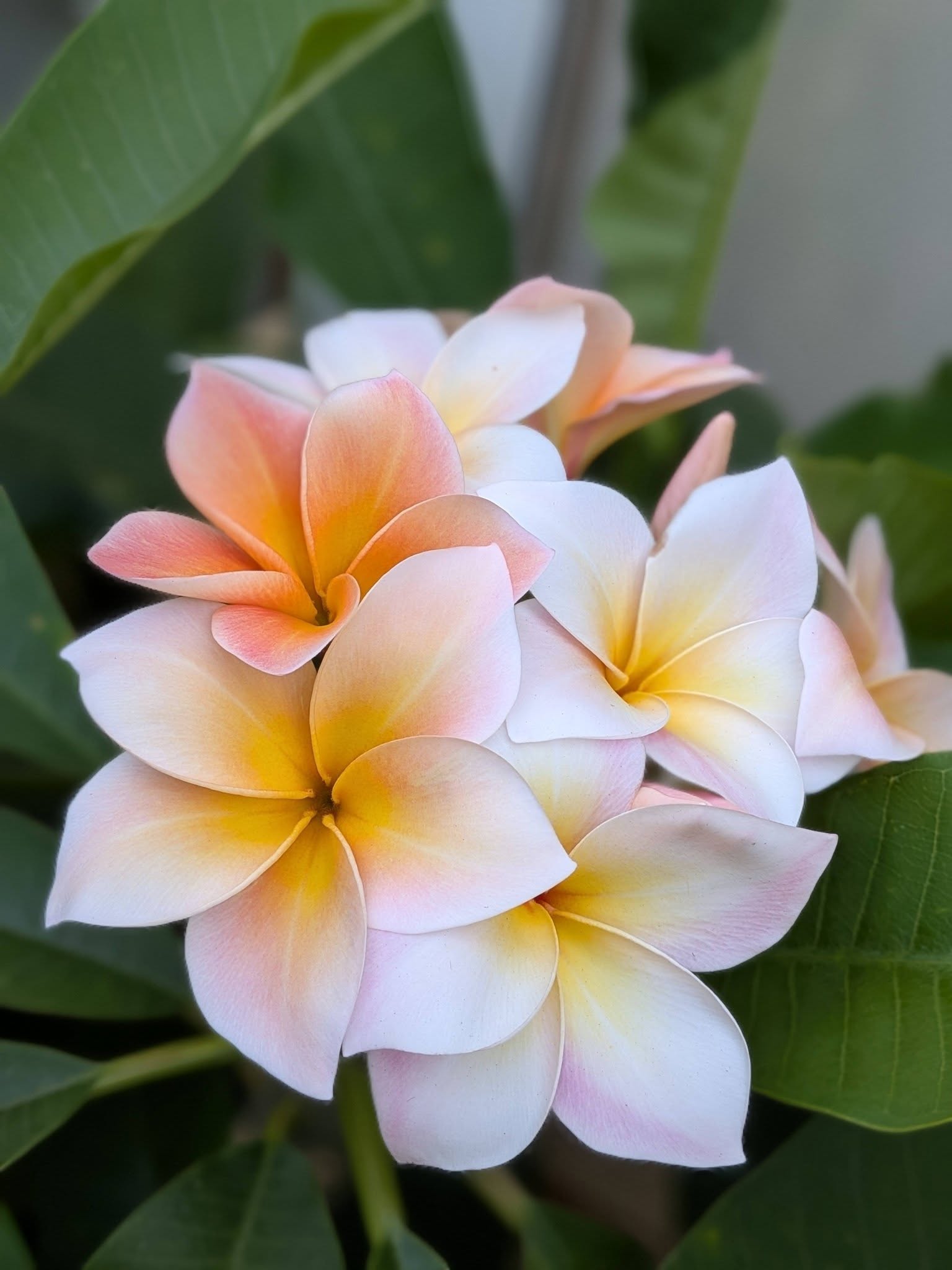 Mardi Gras frangipani flower
