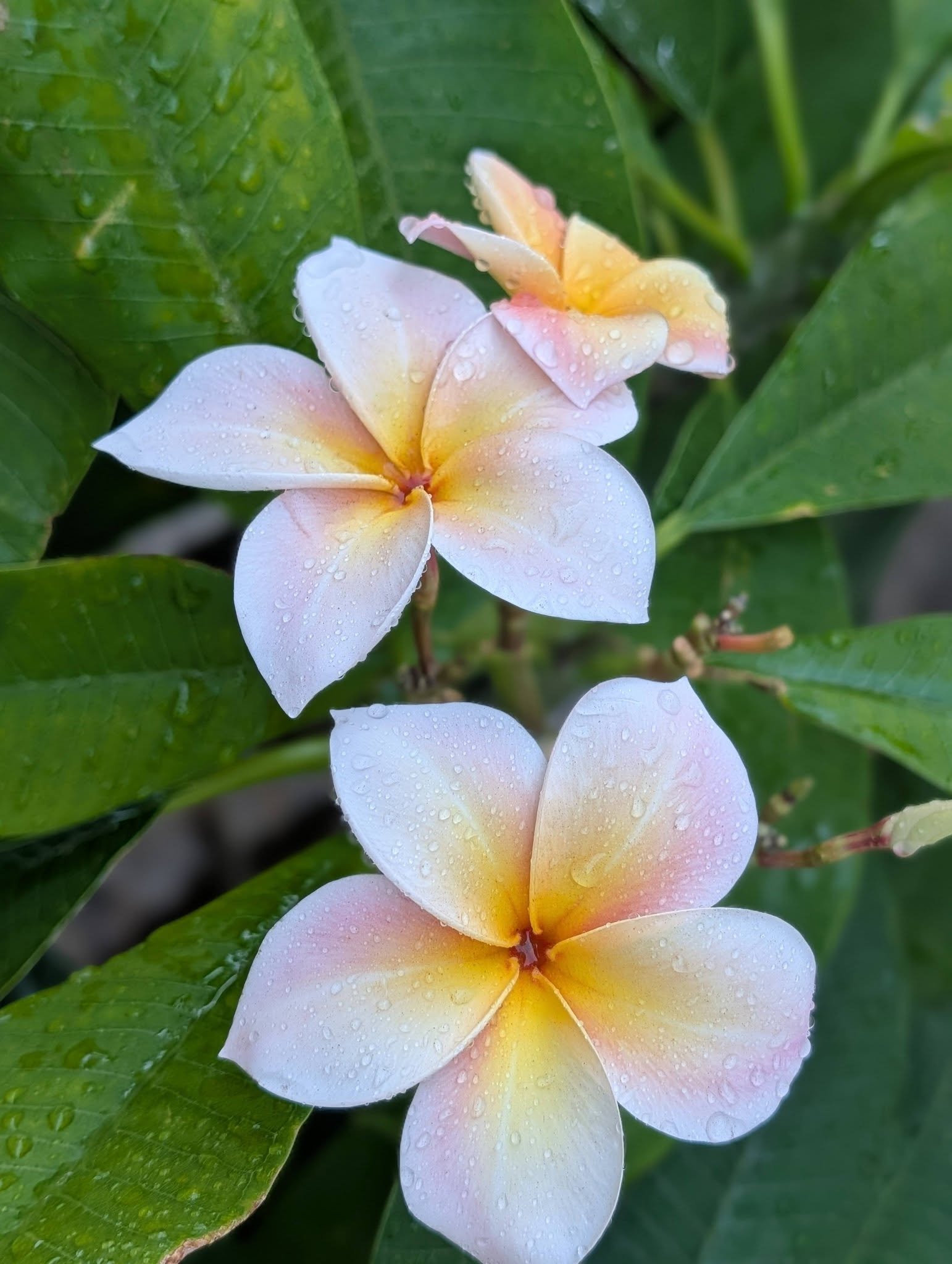 Mardi Gras frangipani flowers