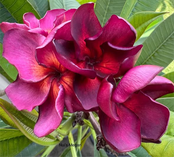 Megan frangipani flower