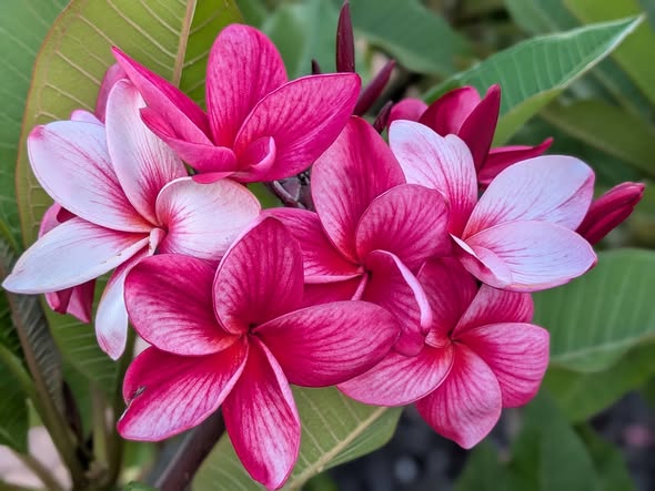 Miss Nomburri frangipani flower