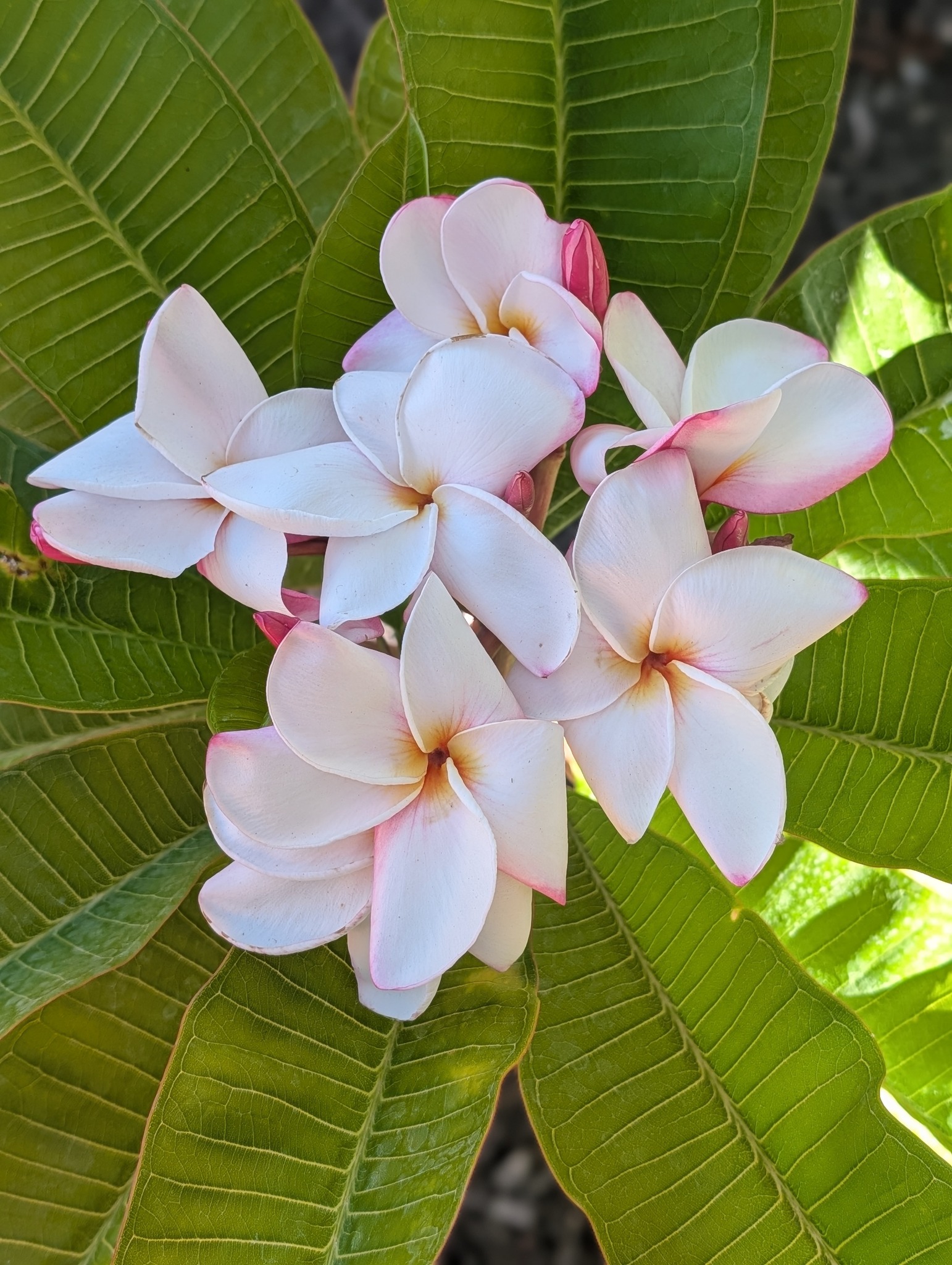 My Valentine frangipani flower