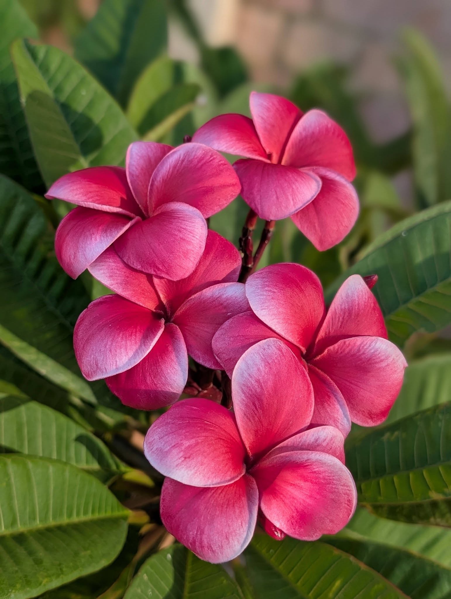Nantharat RO3 frangipani flower