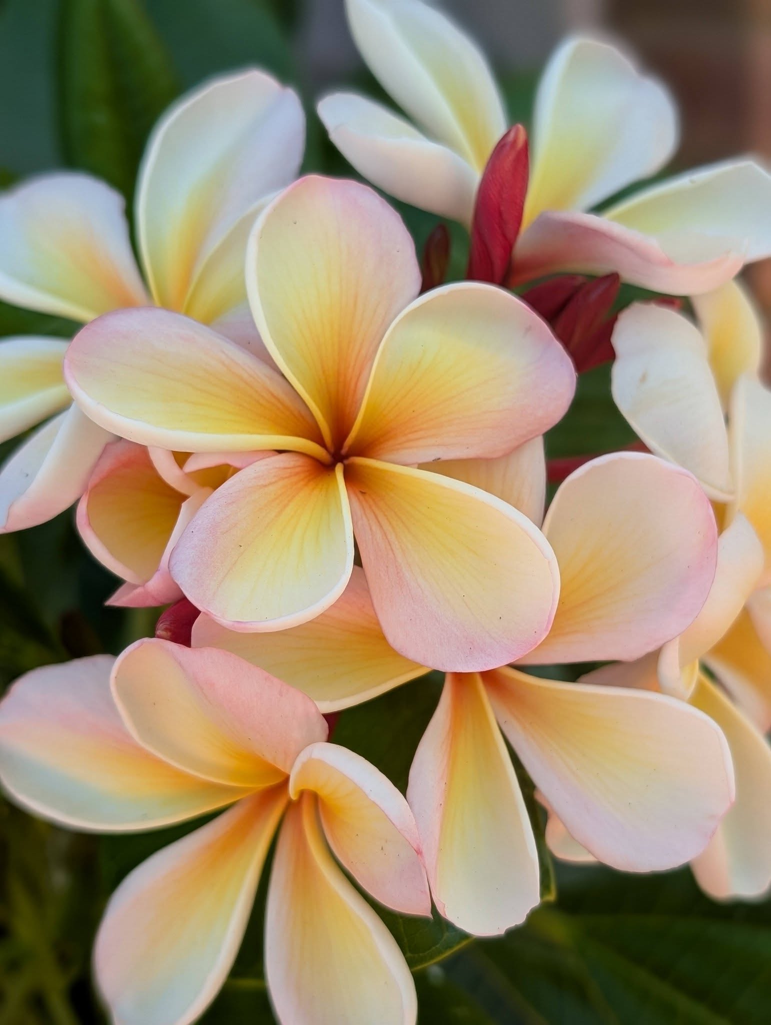 Nirvana frangipani flower
