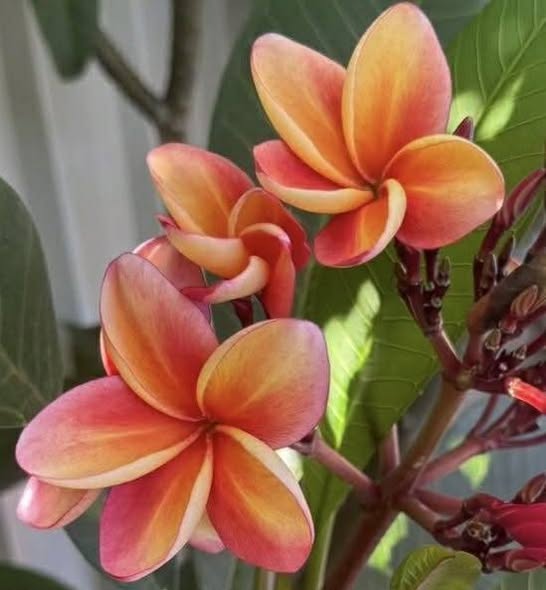 Nui Orange Caramel frangipani blooms in peach, gold and raspberry tones